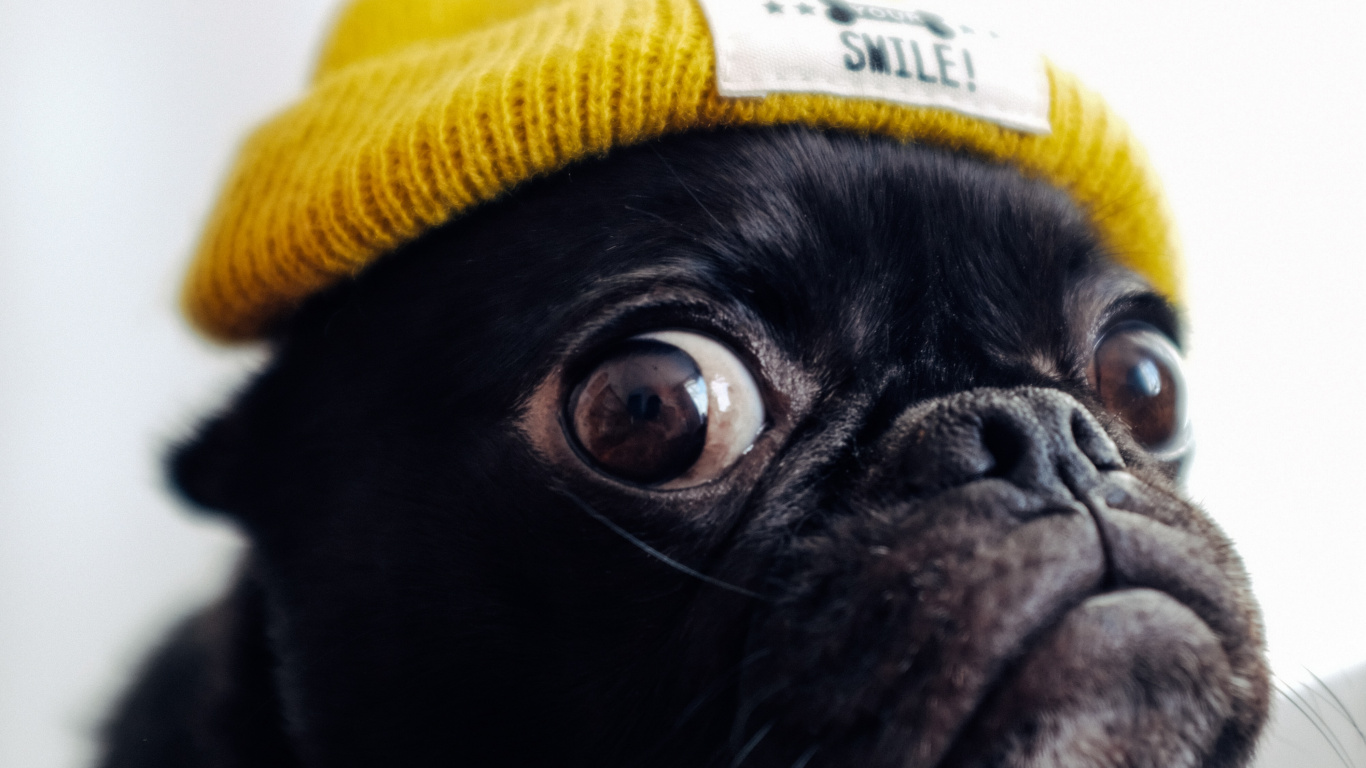 Carlin Noir Portant Une Casquette en Tricot Jaune. Wallpaper in 1366x768 Resolution