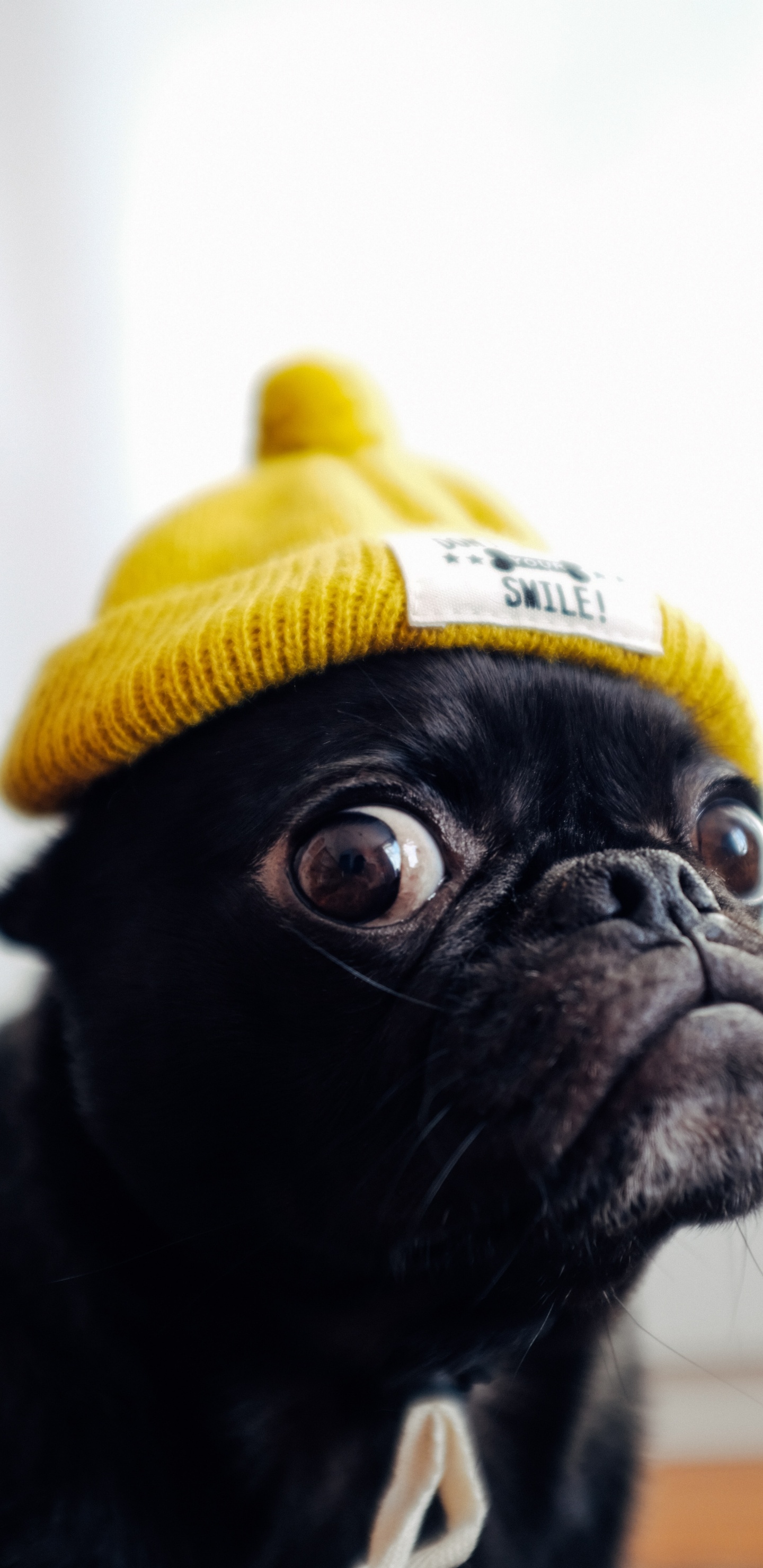 Black Pug Wearing Yellow Knit Cap. Wallpaper in 1440x2960 Resolution