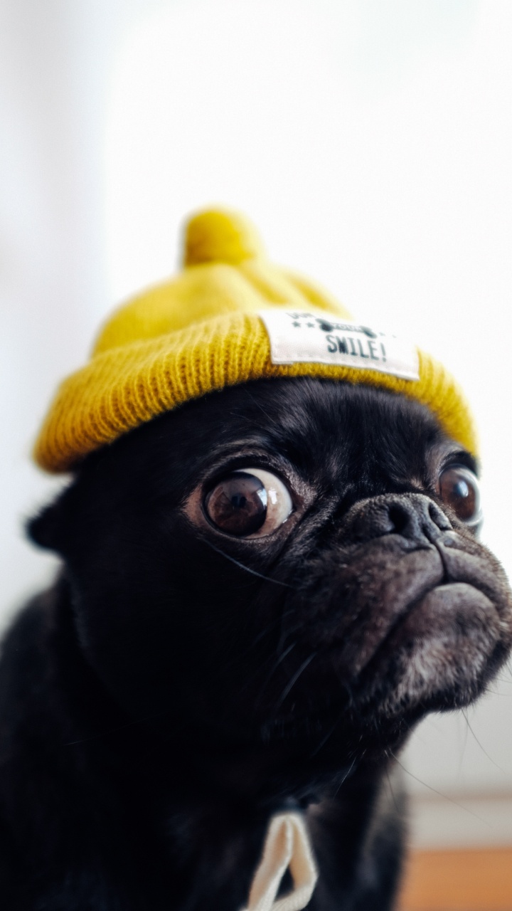 Black Pug Wearing Yellow Knit Cap. Wallpaper in 720x1280 Resolution