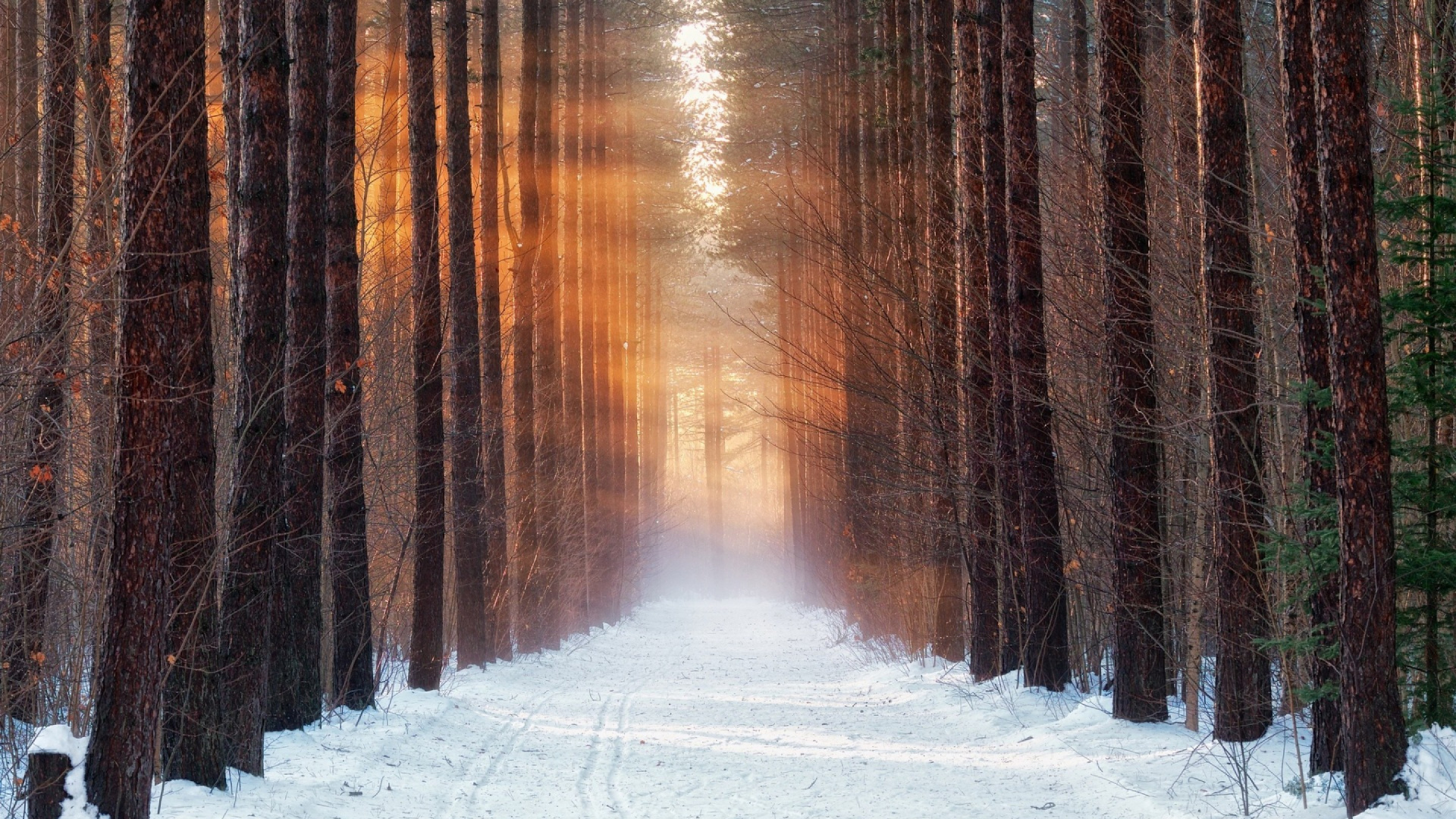 Snow Covered Field and Trees During Daytime. Wallpaper in 1920x1080 Resolution