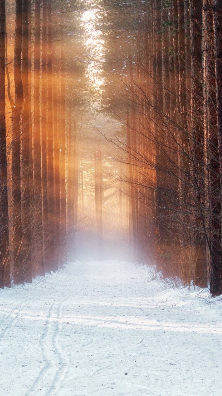 Snow Covered Field and Trees During Daytime. Wallpaper in 720x1280 Resolution