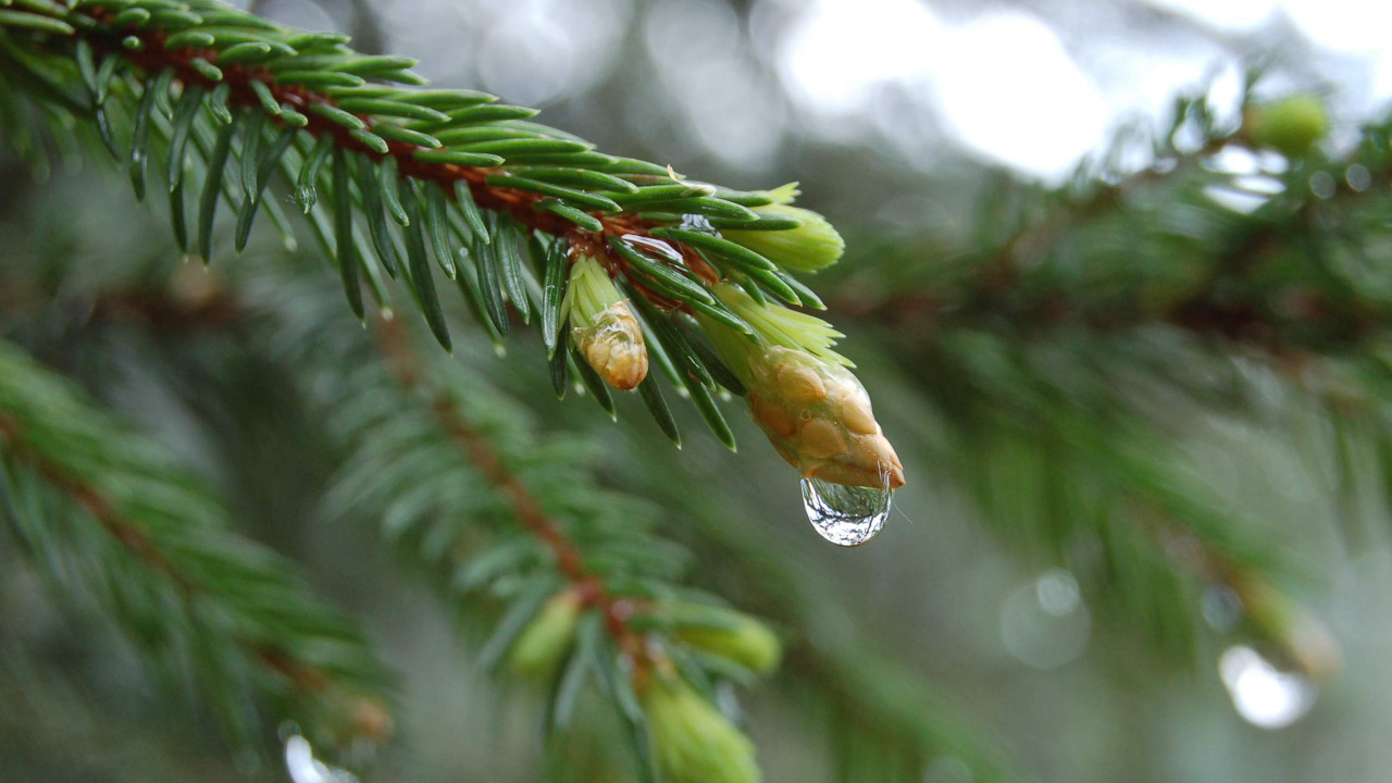 Flor de Ave Del Paraíso Amarilla y Verde en Lente de Cambio de Inclinación. Wallpaper in 1280x720 Resolution