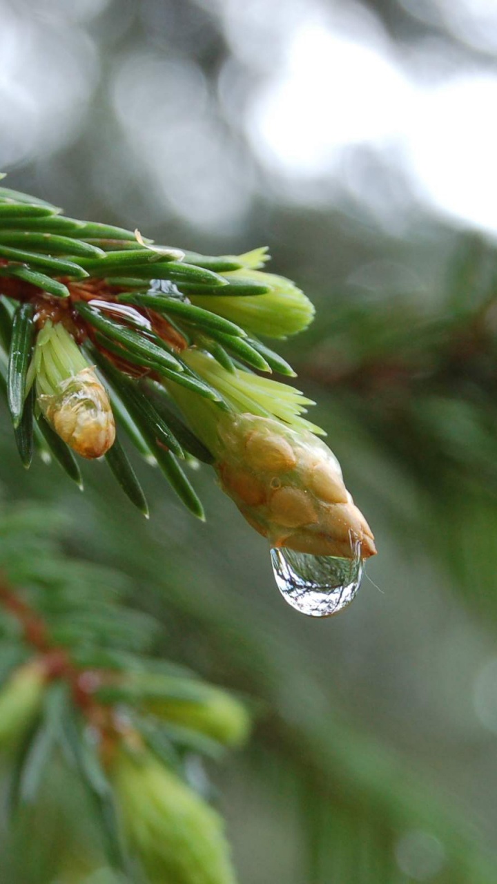 云杉, Evergreen, 工厂, Fir, 东白松 壁纸 720x1280 允许