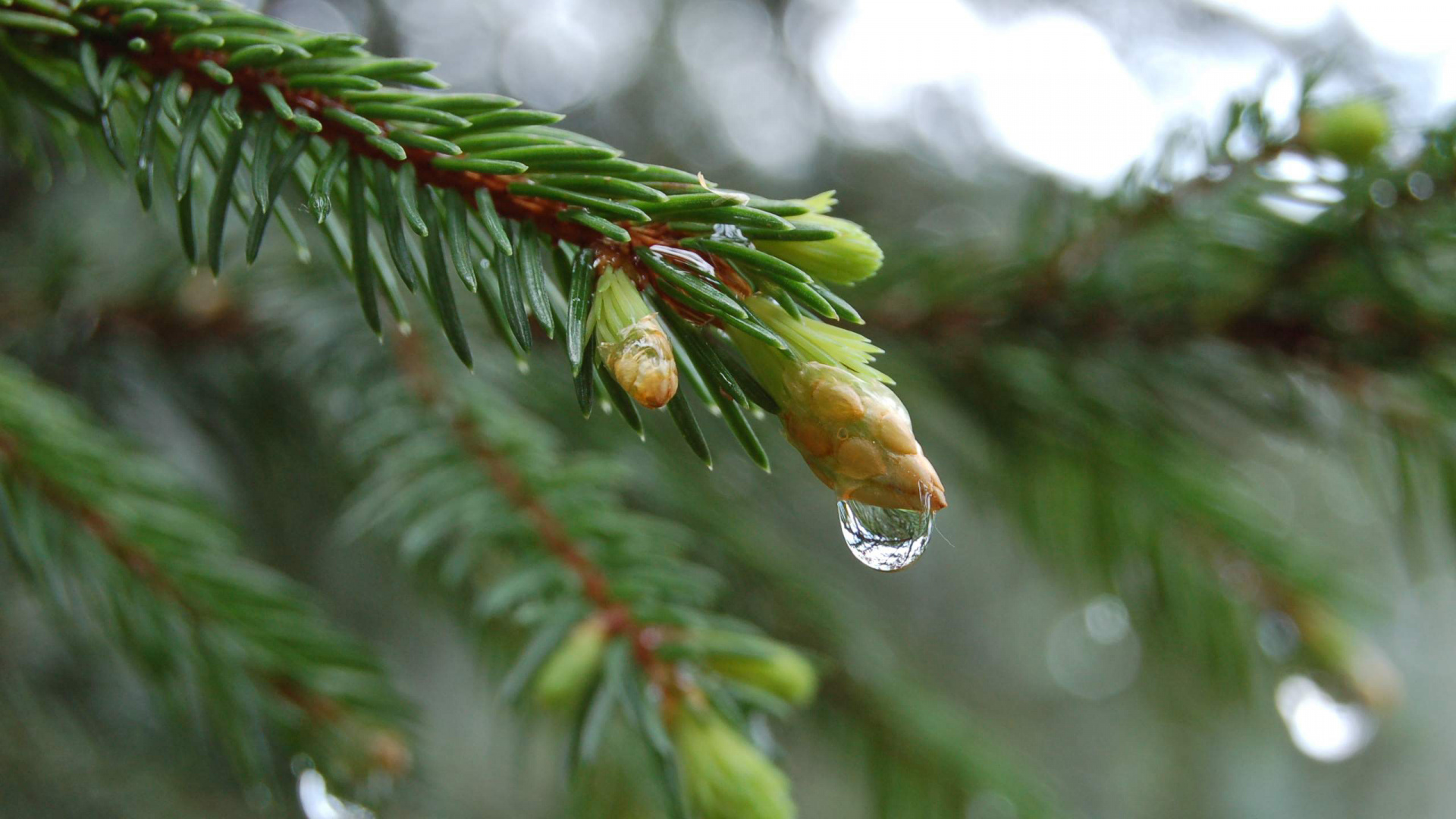 Gelbe Und Grüne Paradiesvogelblume in Tilt-Shift-Linse. Wallpaper in 1920x1080 Resolution