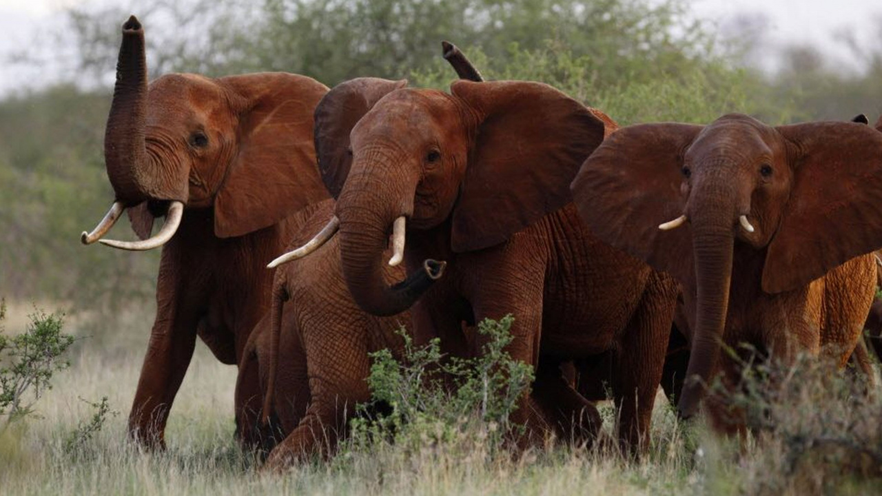 Brown Elephant on Green Grass Field During Daytime. Wallpaper in 1280x720 Resolution