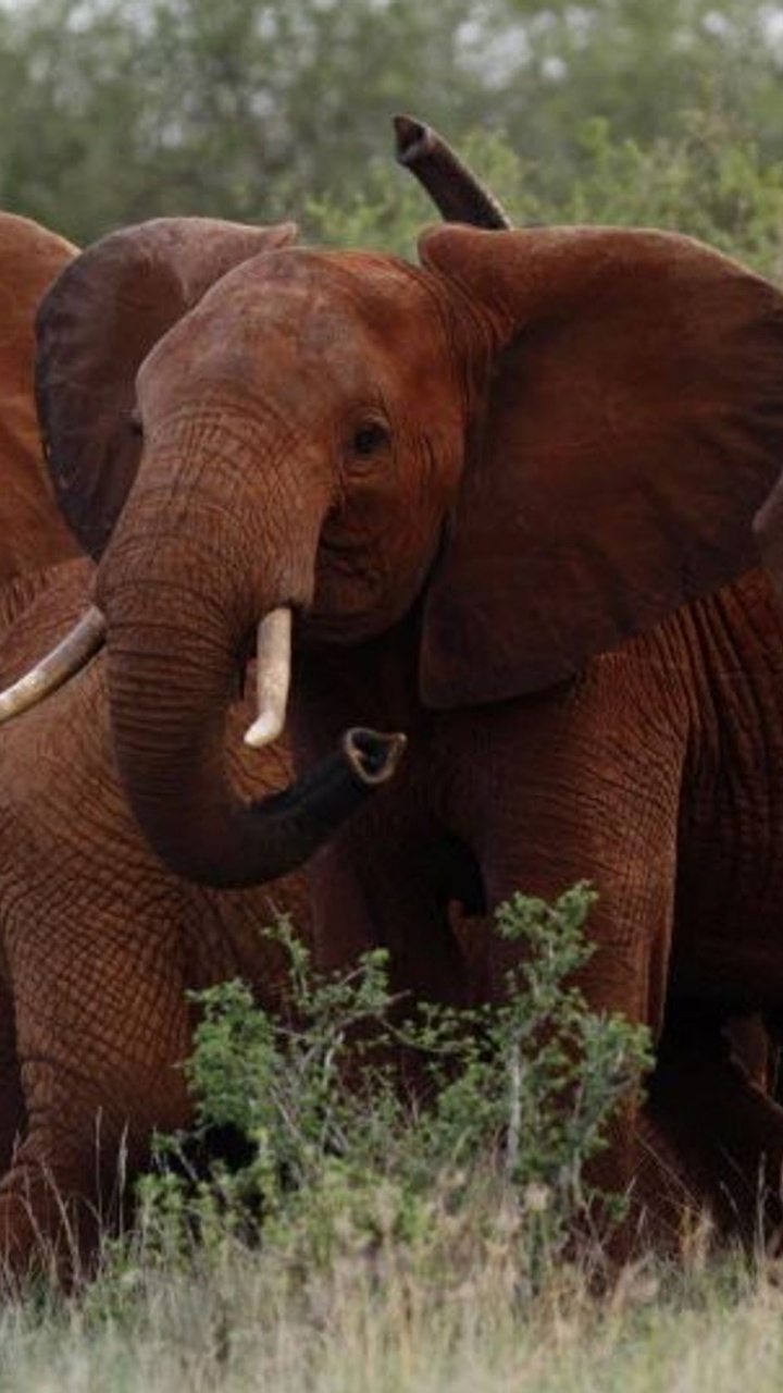 Brown Elephant on Green Grass Field During Daytime. Wallpaper in 720x1280 Resolution
