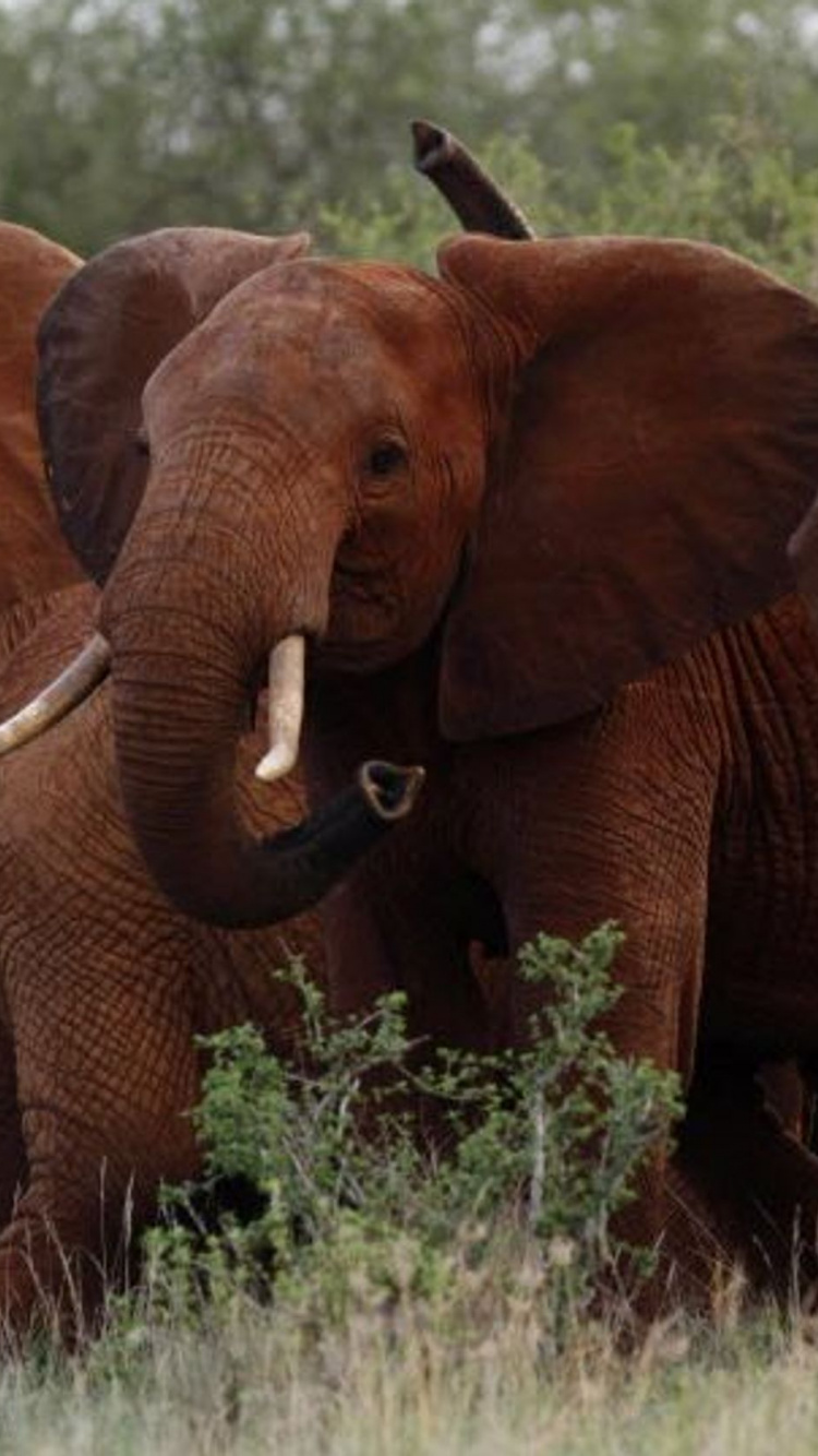 Brown Elephant on Green Grass Field During Daytime. Wallpaper in 750x1334 Resolution
