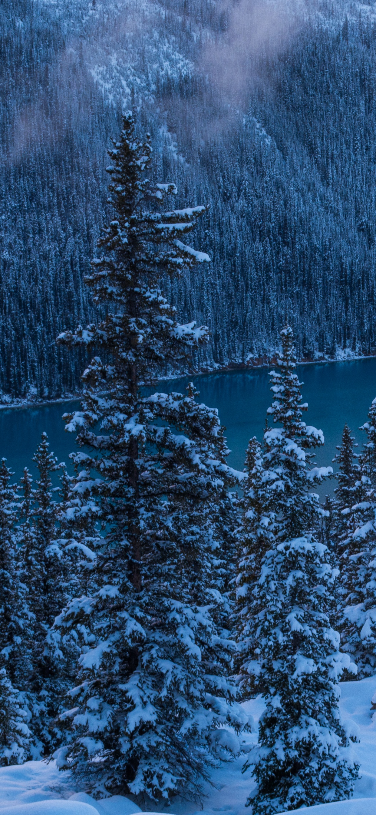 Pins et Montagnes Couverts de Neige Pendant la Journée. Wallpaper in 1242x2688 Resolution