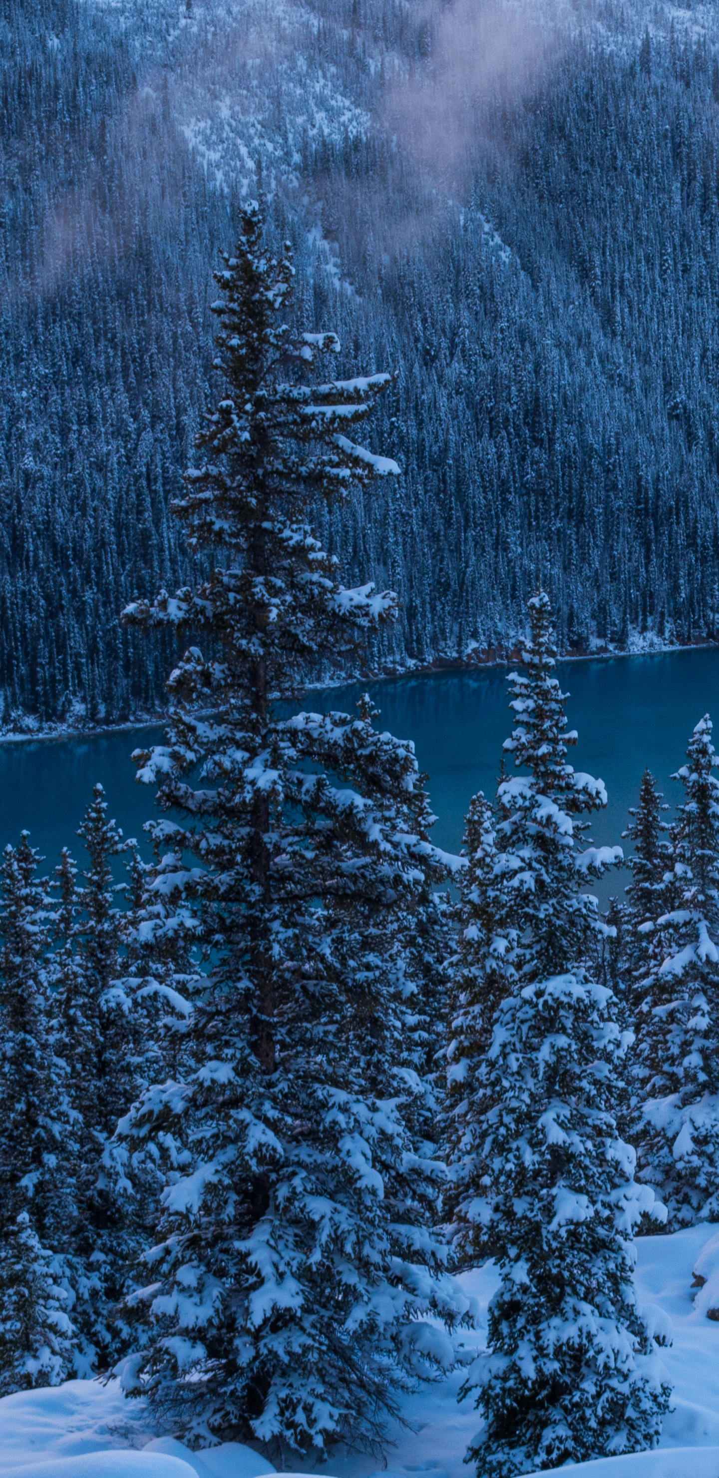 Pins et Montagnes Couverts de Neige Pendant la Journée. Wallpaper in 1440x2960 Resolution