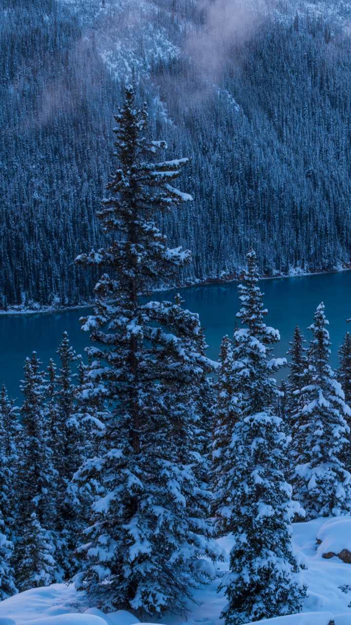 Snow Covered Pine Trees and Mountains During Daytime. Wallpaper in 720x1280 Resolution