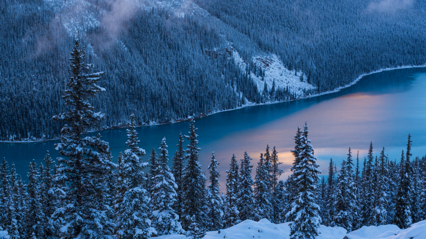 Schneebedeckte Kiefern Und Berge Tagsüber. Wallpaper in 1366x768 Resolution