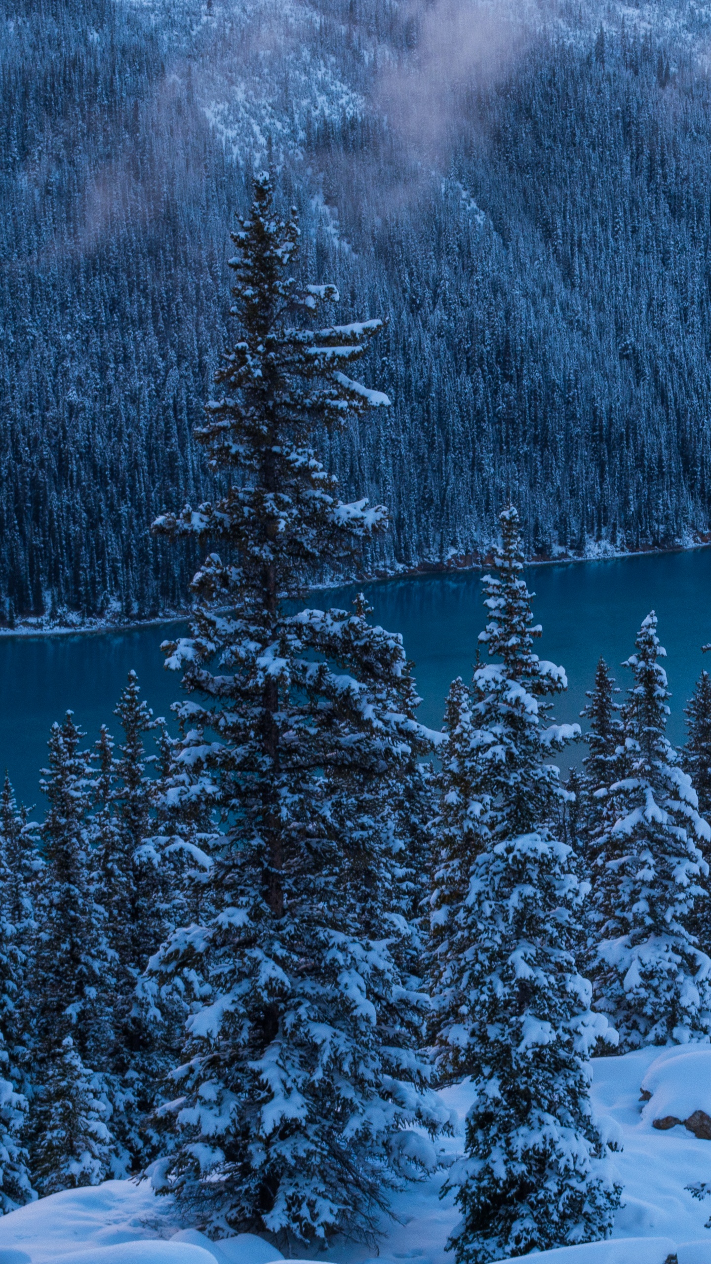 Schneebedeckte Kiefern Und Berge Tagsüber. Wallpaper in 1440x2560 Resolution