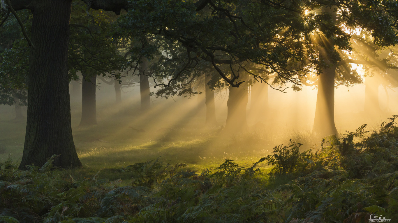 Green Grass and Trees During Daytime. Wallpaper in 1366x768 Resolution