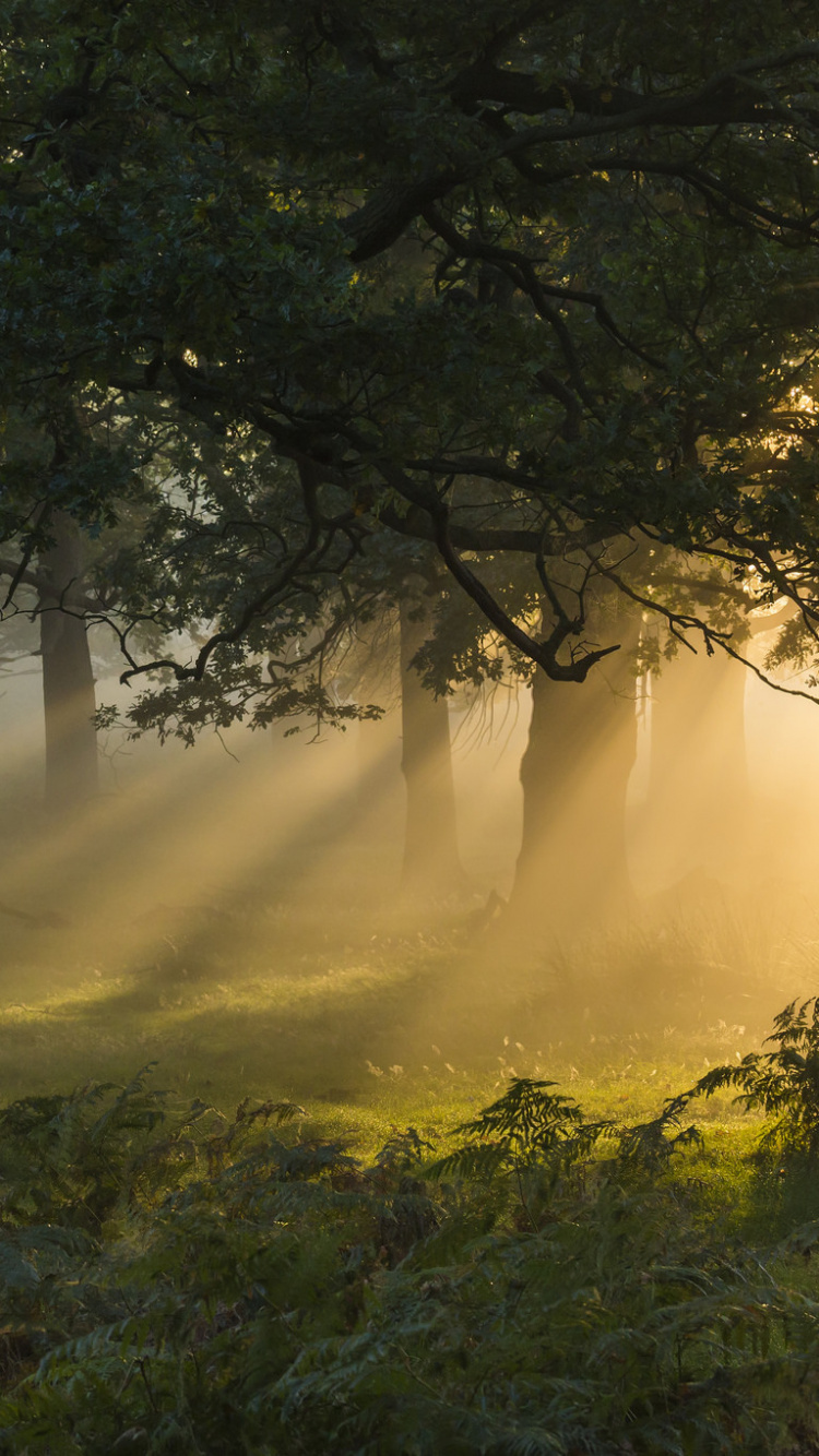 Green Grass and Trees During Daytime. Wallpaper in 750x1334 Resolution