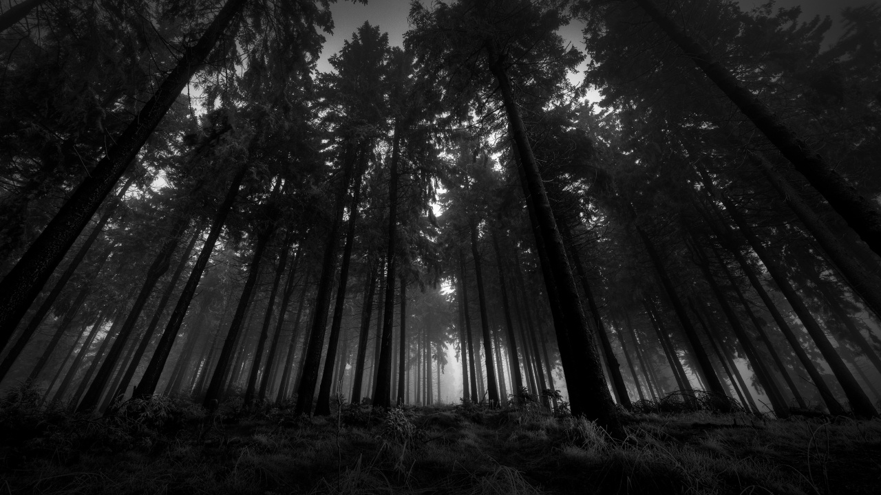 Grayscale Photo of Trees in Forest. Wallpaper in 1280x720 Resolution