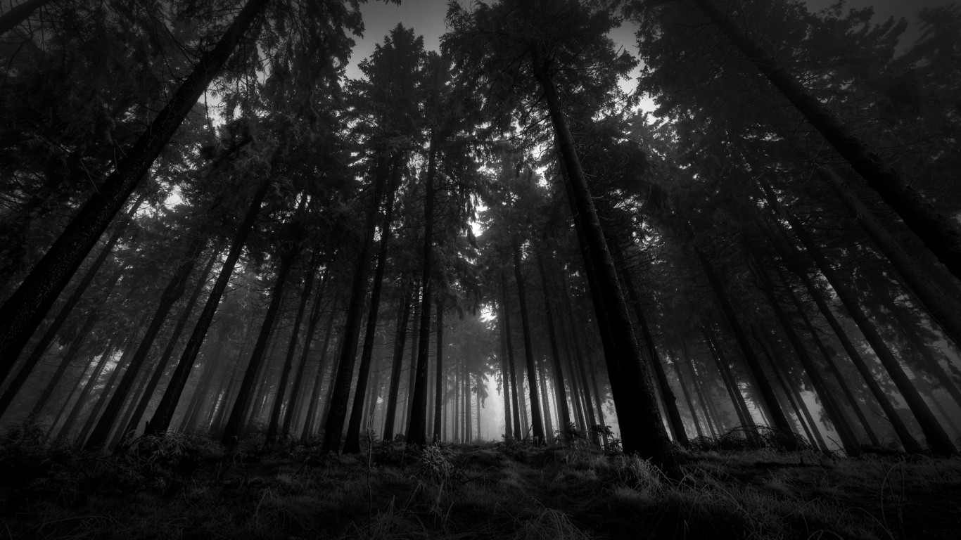 Grayscale Photo of Trees in Forest. Wallpaper in 1366x768 Resolution