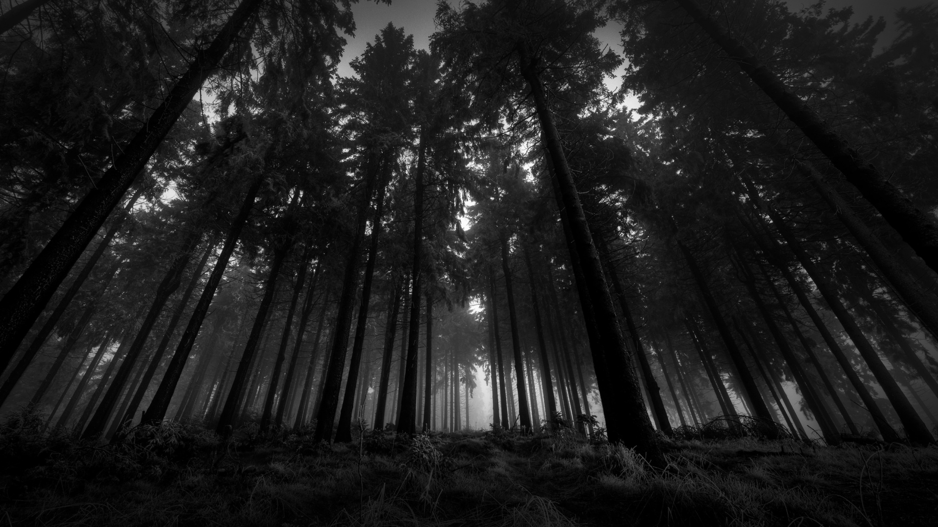 Grayscale Photo of Trees in Forest. Wallpaper in 1920x1080 Resolution