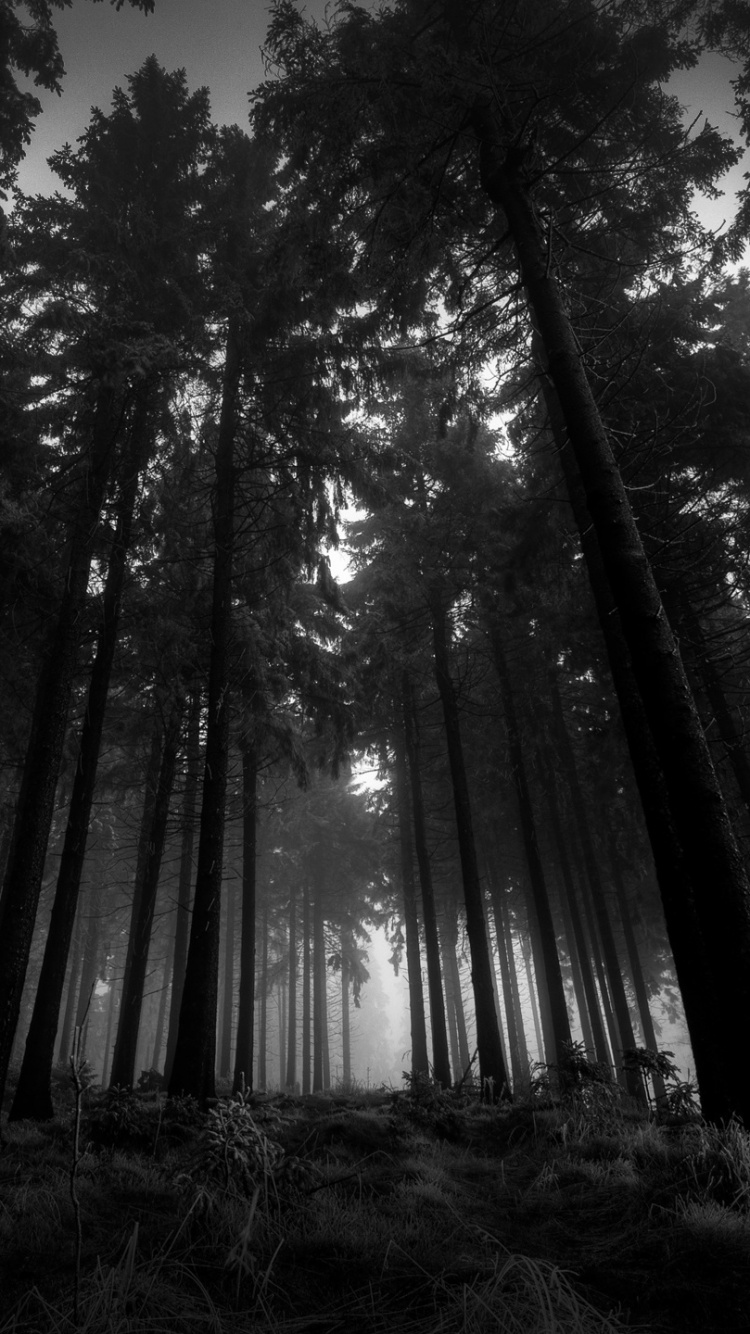 Grayscale Photo of Trees in Forest. Wallpaper in 750x1334 Resolution