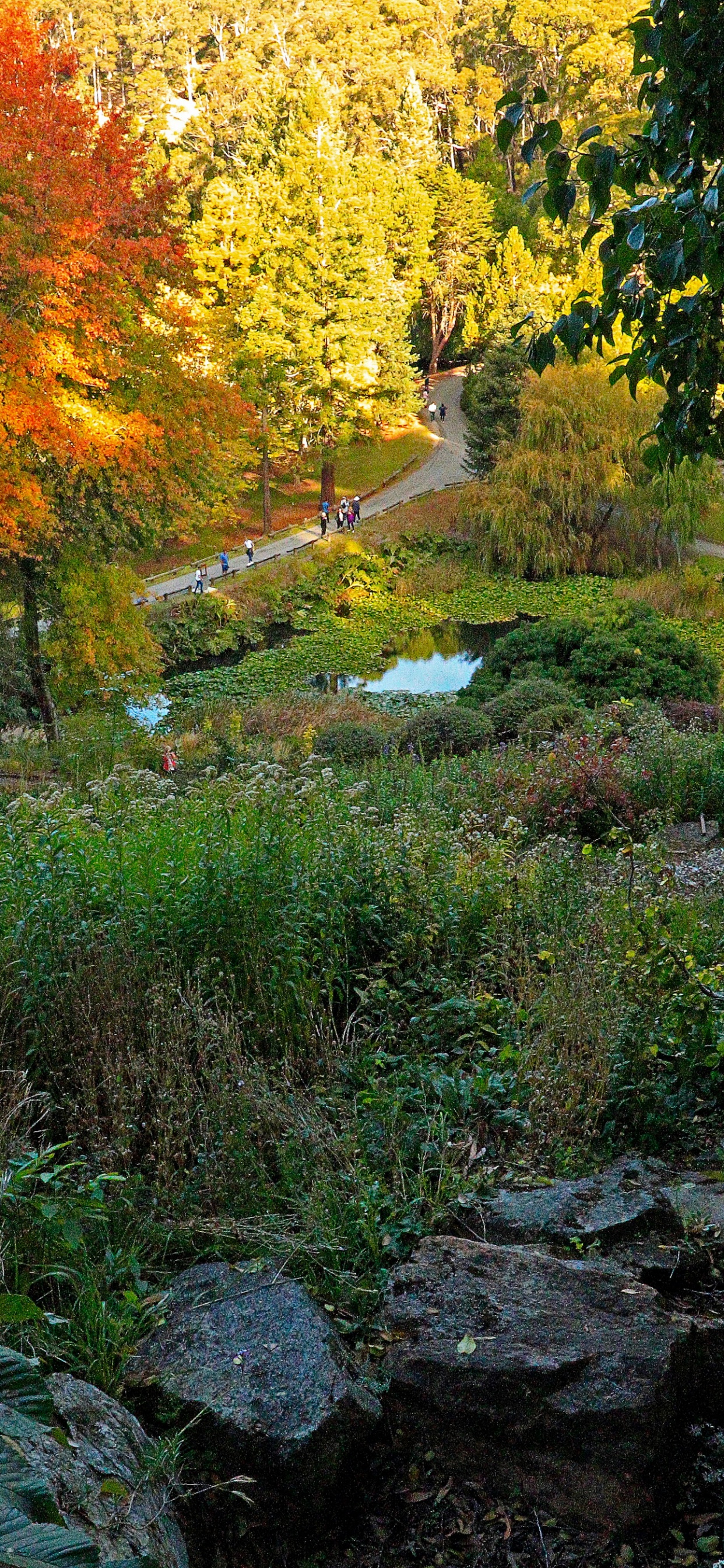 Green Grass and Yellow Trees During Daytime. Wallpaper in 1242x2688 Resolution