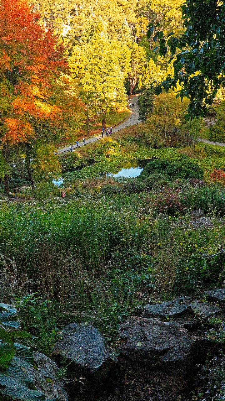 Green Grass and Yellow Trees During Daytime. Wallpaper in 720x1280 Resolution