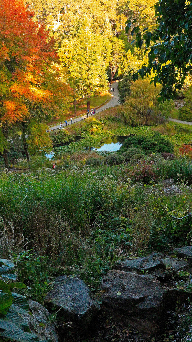 Green Grass and Yellow Trees During Daytime. Wallpaper in 750x1334 Resolution