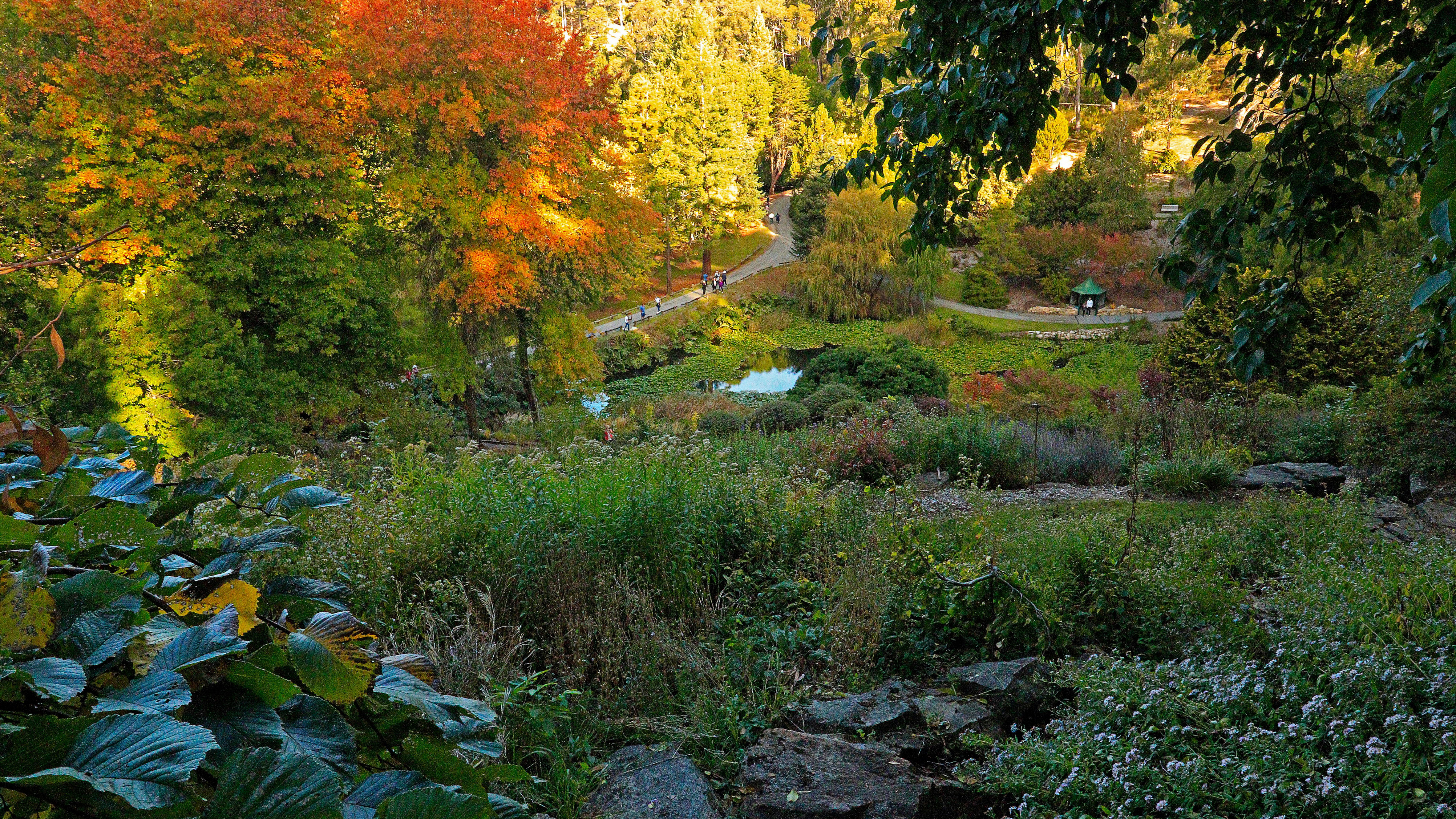 植物园, 性质, 自然保护区, 植被, 荒野 壁纸 3840x2160 允许