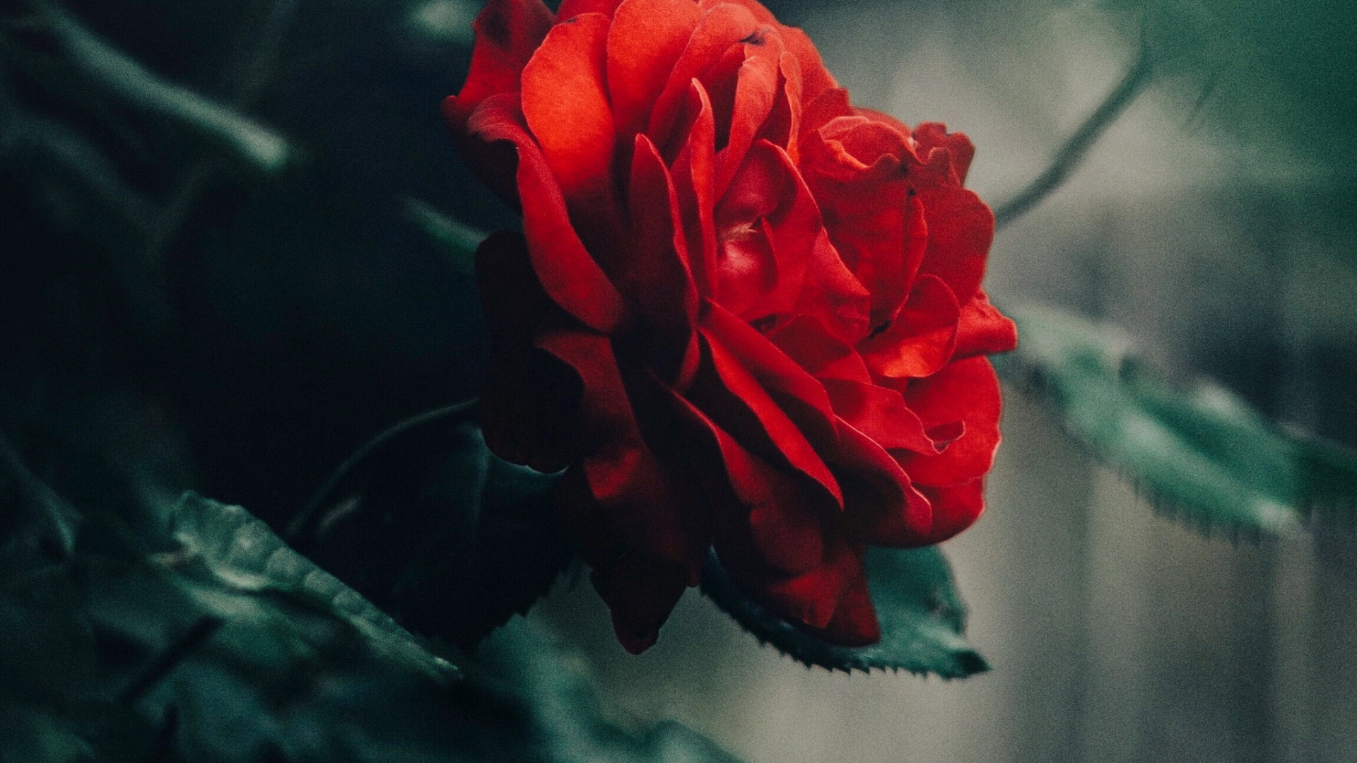 Download Wallpaper 1920x1080 rose, flower, drops, petals Full HD 1080p HD  Background