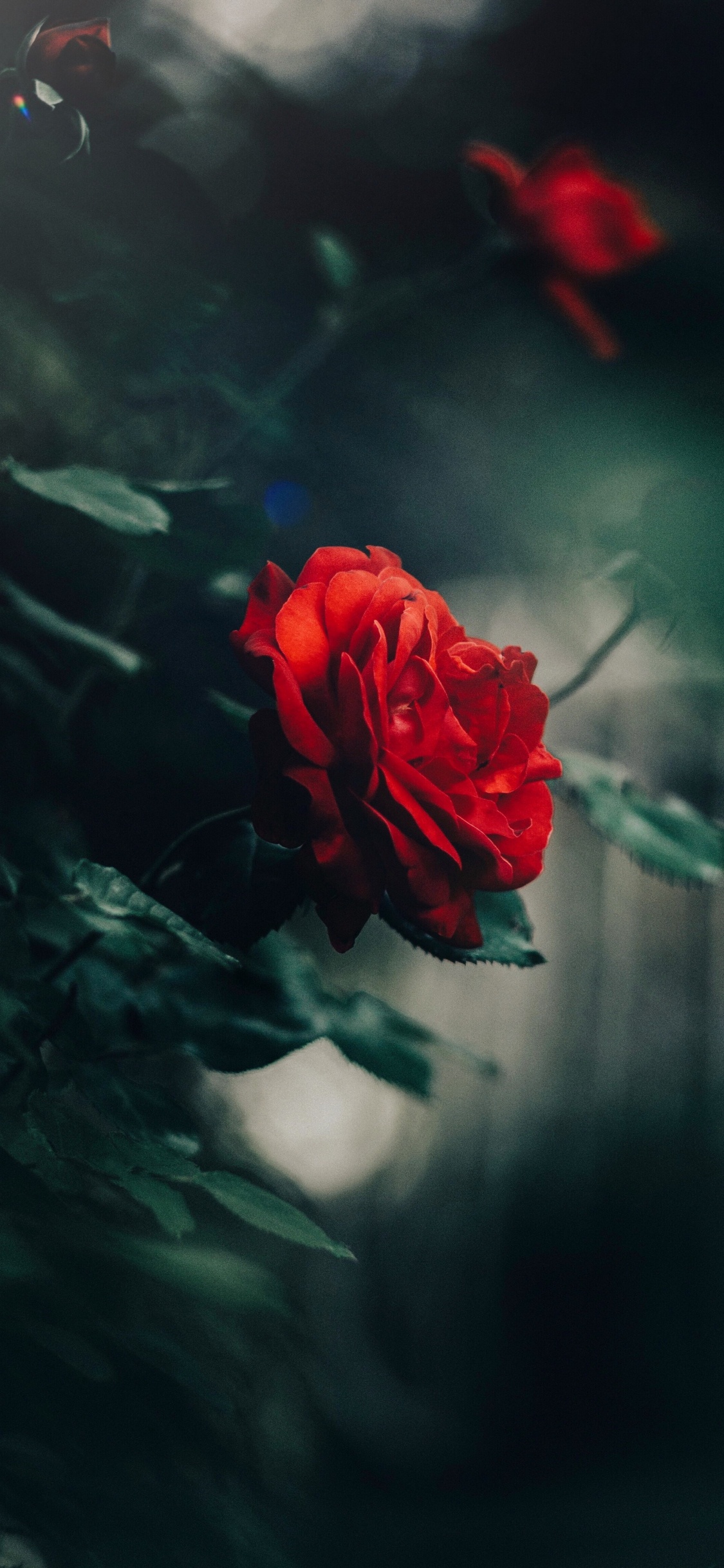 Flora, Las Rosas de Jardín, Tallo de la Planta, Familia de Las Rosas, Pétalo. Wallpaper in 1125x2436 Resolution