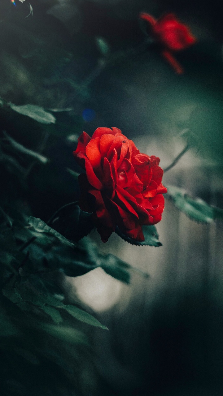 Flora, Las Rosas de Jardín, Tallo de la Planta, Familia de Las Rosas, Pétalo. Wallpaper in 720x1280 Resolution