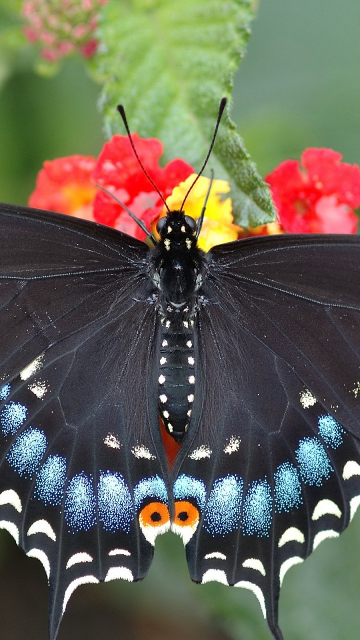 Black and Blue Butterfly Perched on Red Flower in Close up Photography During Daytime. Wallpaper in 720x1280 Resolution