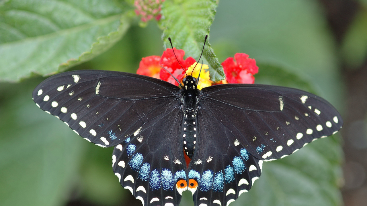 Mariposa Negra y Azul Posado Sobre Flor Roja en Fotografía Cercana Durante el Día. Wallpaper in 1280x720 Resolution