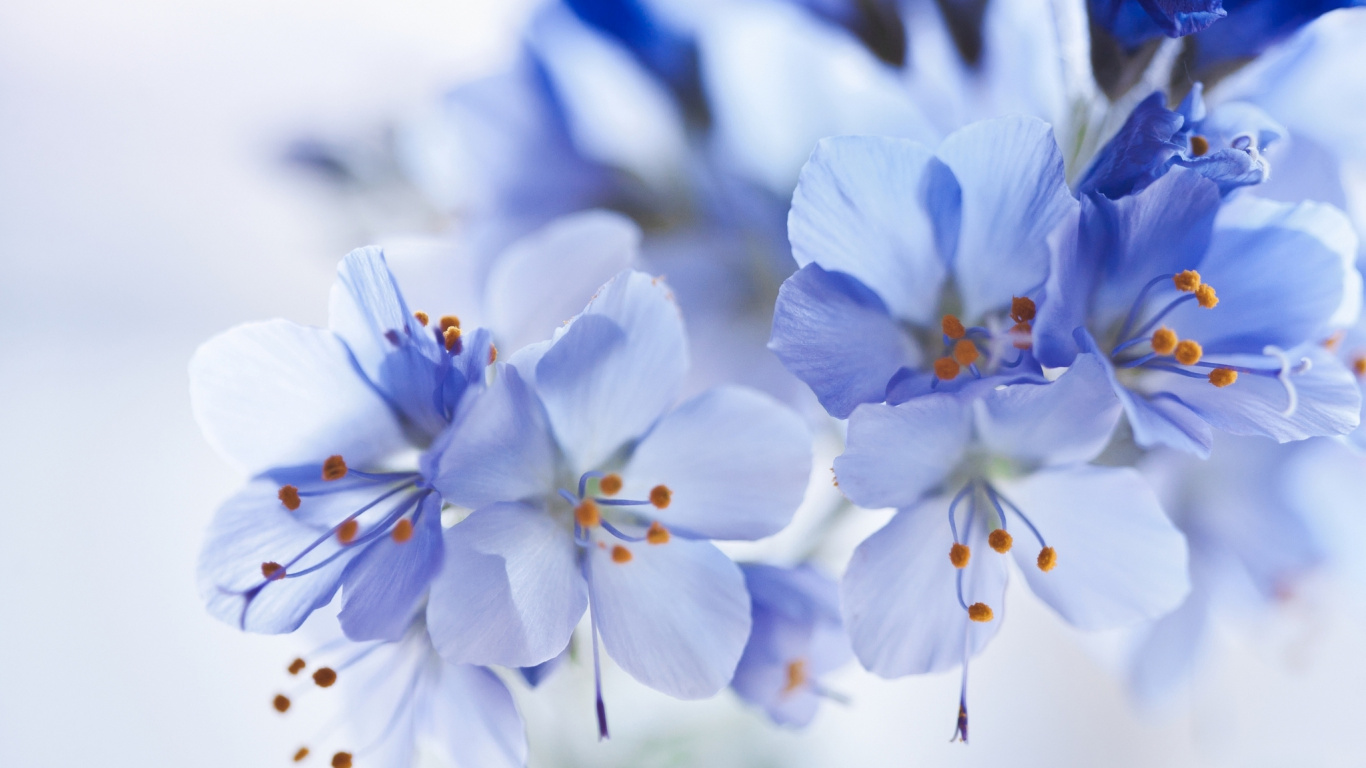 Fleurs Blanches et Bleues Dans L'objectif à Basculement. Wallpaper in 1366x768 Resolution