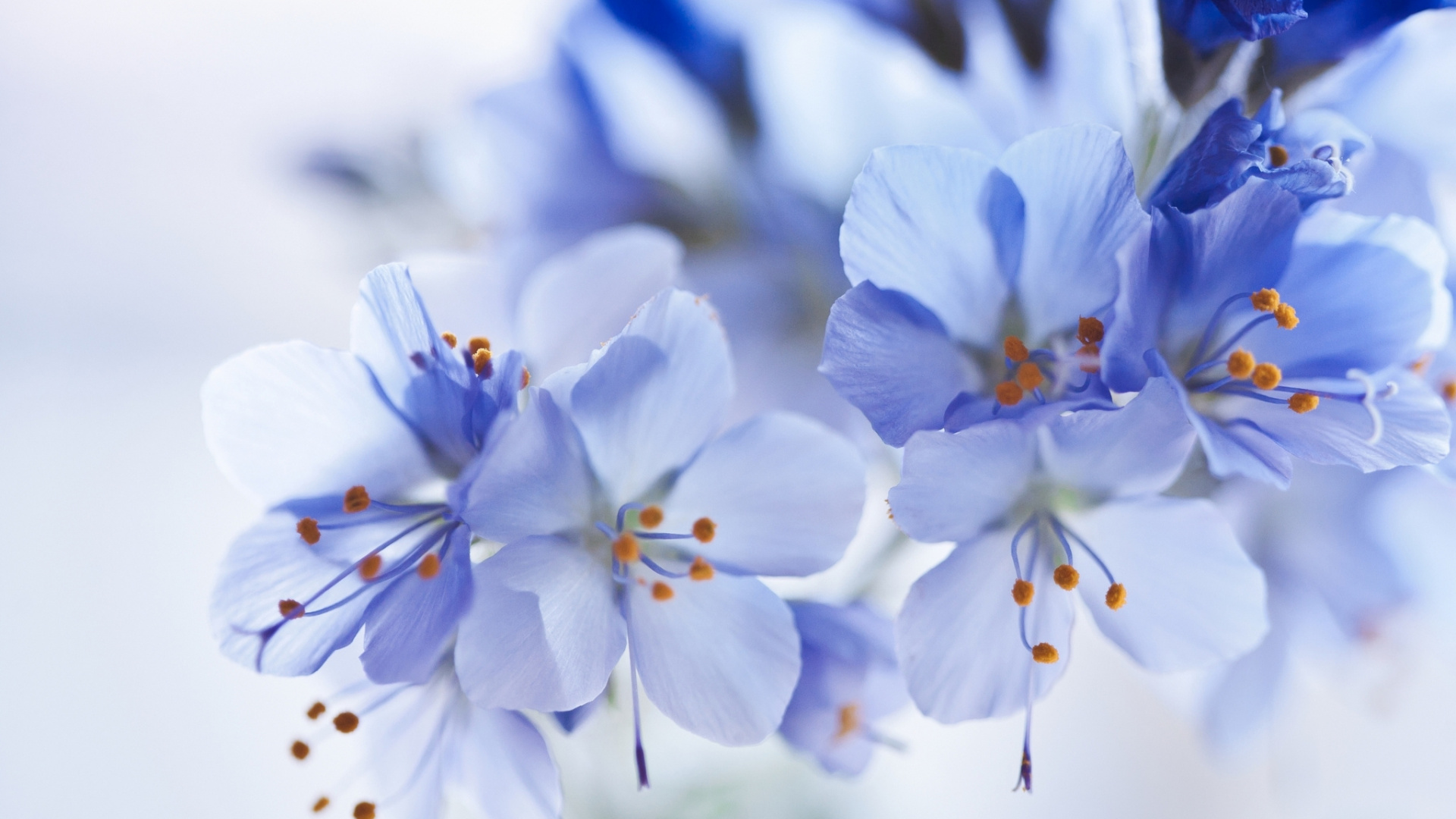 Fleurs Blanches et Bleues Dans L'objectif à Basculement. Wallpaper in 1920x1080 Resolution