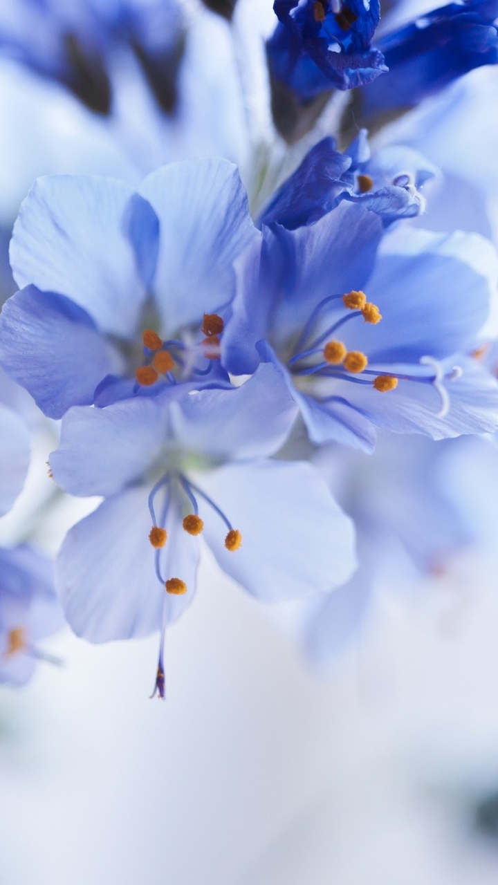 Fleurs Blanches et Bleues Dans L'objectif à Basculement. Wallpaper in 720x1280 Resolution
