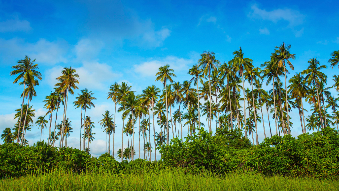 Green Coconut Palm Trees Under Blue Sky During Daytime. Wallpaper in 1366x768 Resolution
