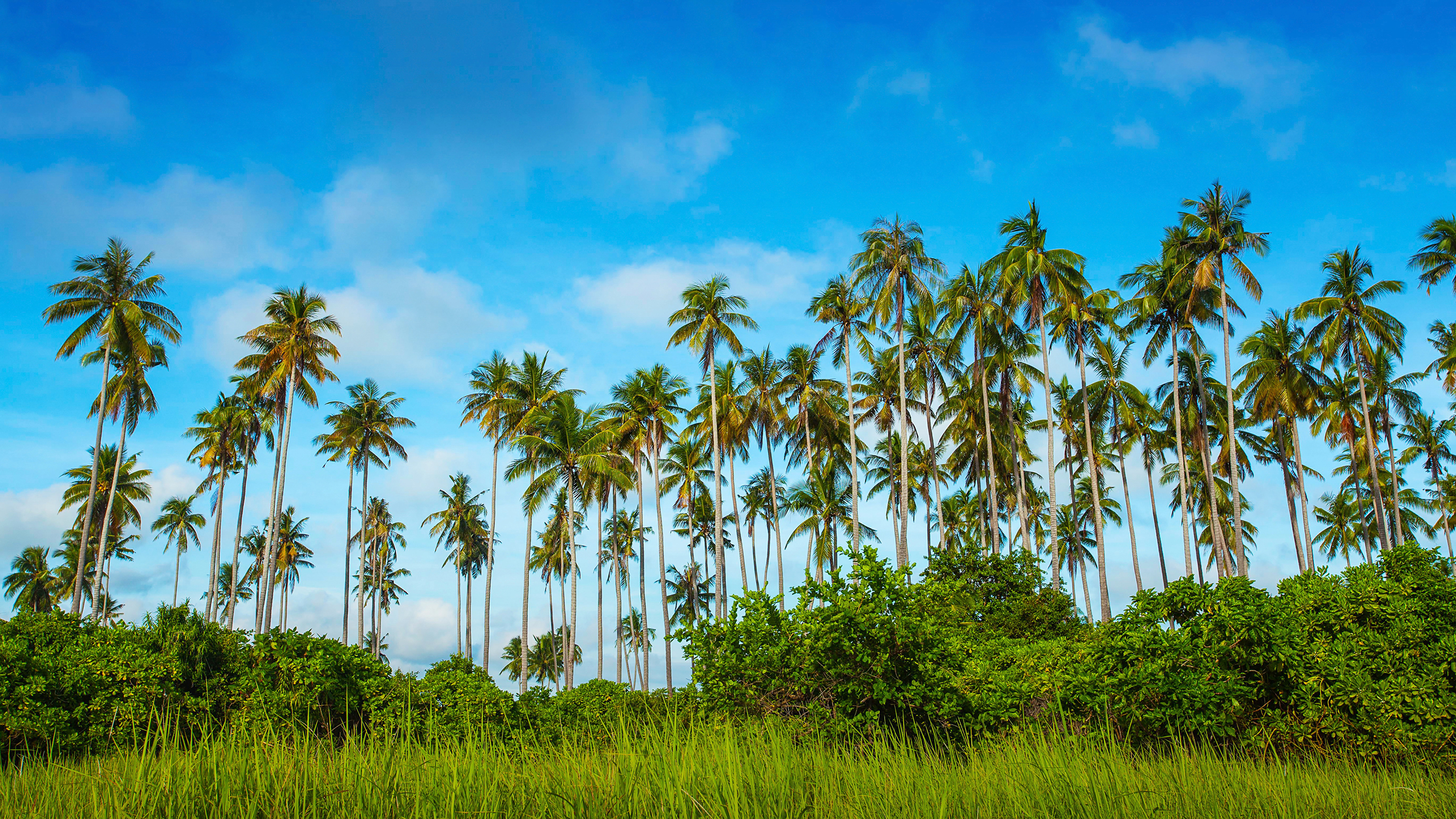Green Coconut Palm Trees Under Blue Sky During Daytime. Wallpaper in 3840x2160 Resolution