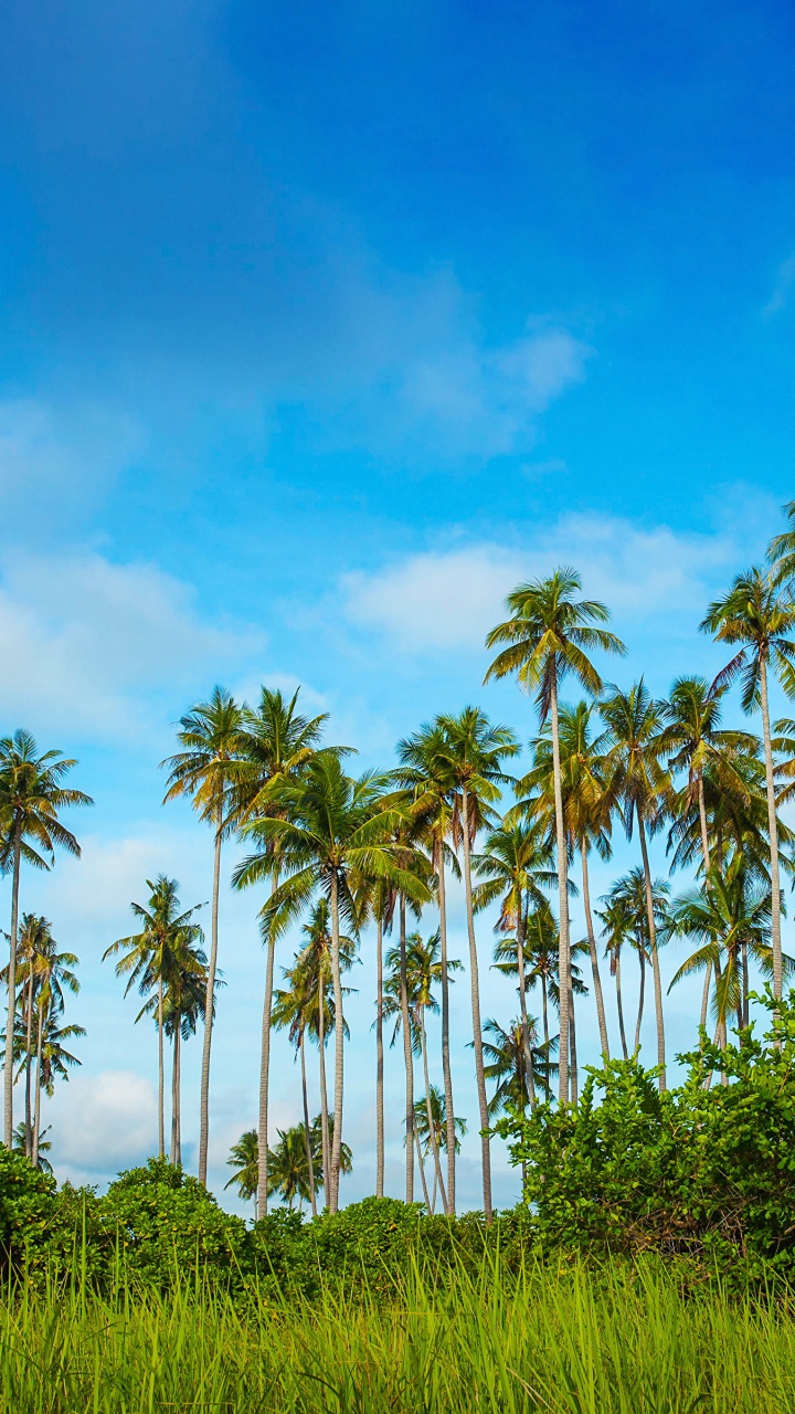 Cocoteros Verdes Bajo un Cielo Azul Durante el Día. Wallpaper in 720x1280 Resolution