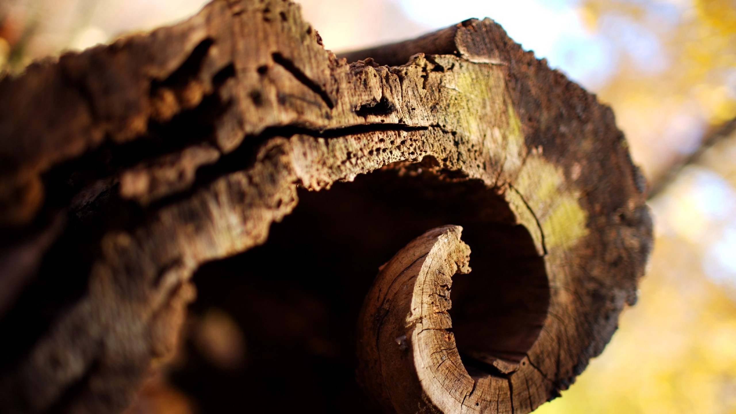 Madera Marrón Con Agujero en Fotografía de Cerca. Wallpaper in 2560x1440 Resolution