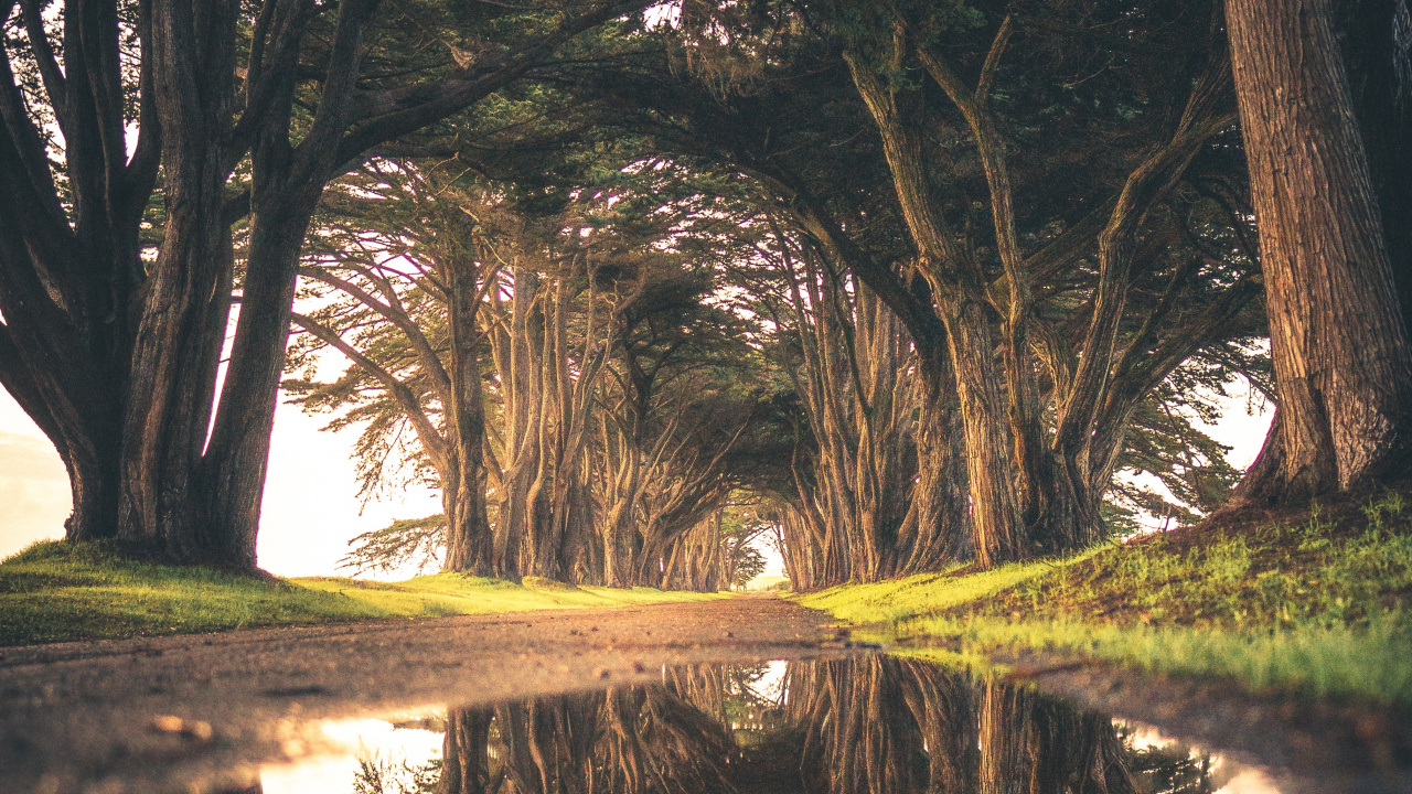 Tree, Water, Nature, Reflection, Natural Environment. Wallpaper in 1280x720 Resolution