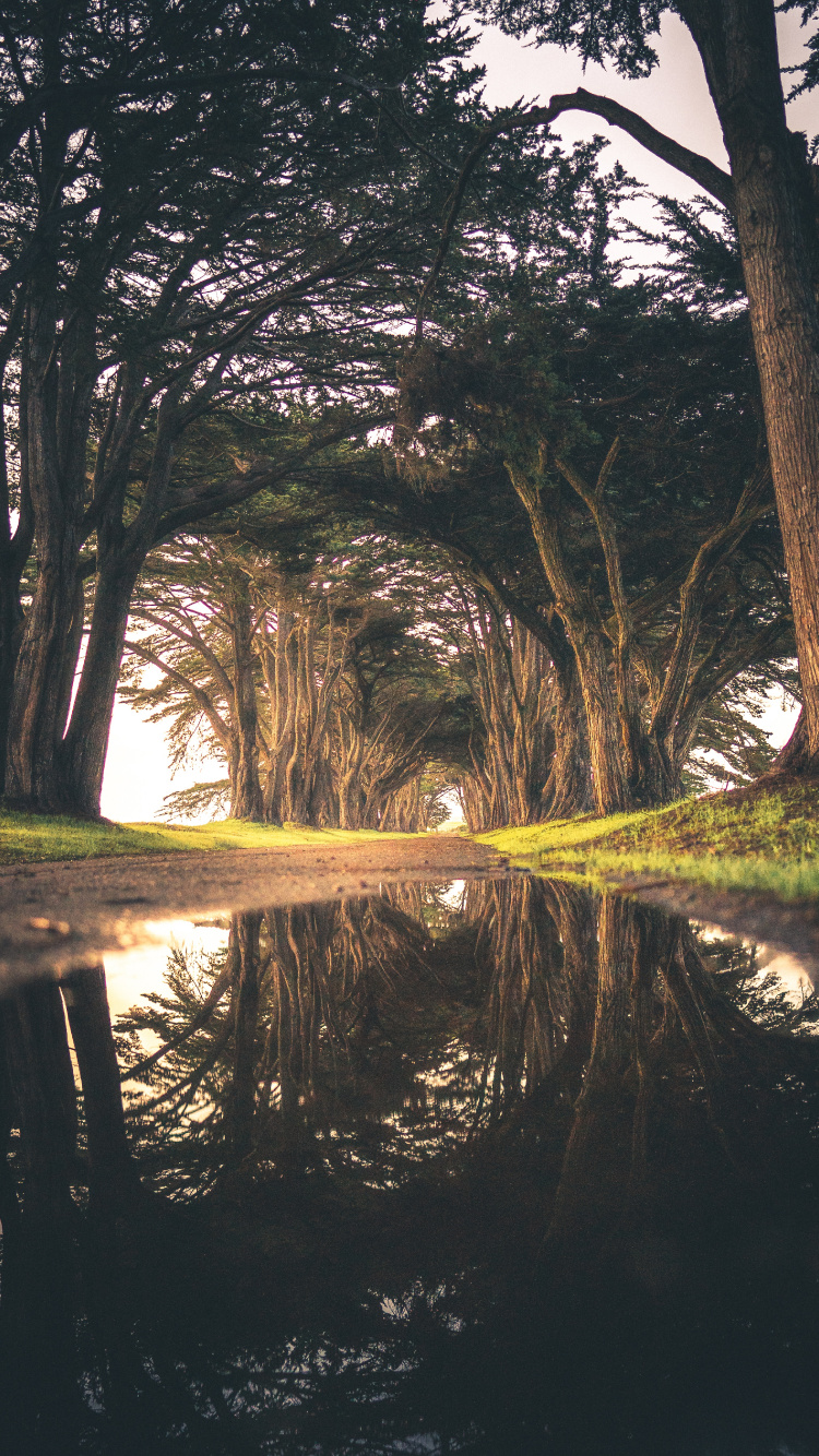 Tree, Water, Nature, Reflection, Natural Environment. Wallpaper in 750x1334 Resolution