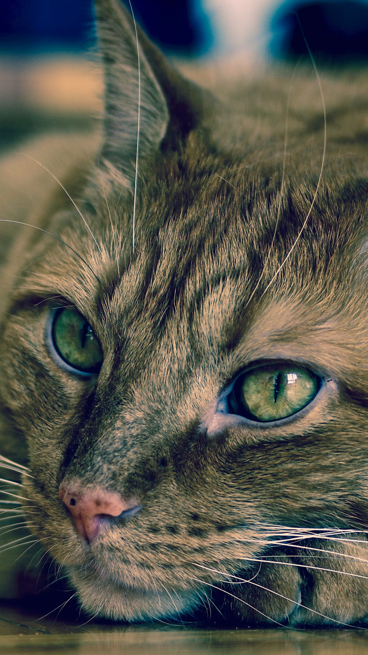 Brown Tabby Cat Lying on Brown Wooden Floor. Wallpaper in 750x1334 Resolution