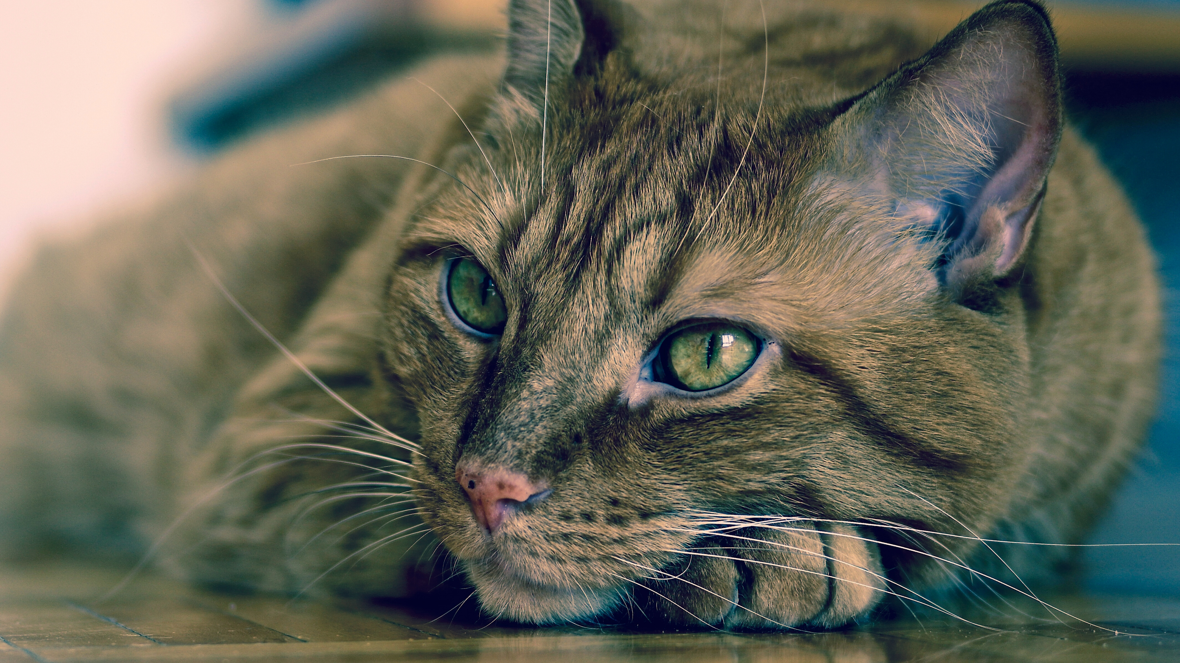 Chat Tigré Brun Allongé Sur un Plancher en Bois Brun. Wallpaper in 3840x2160 Resolution