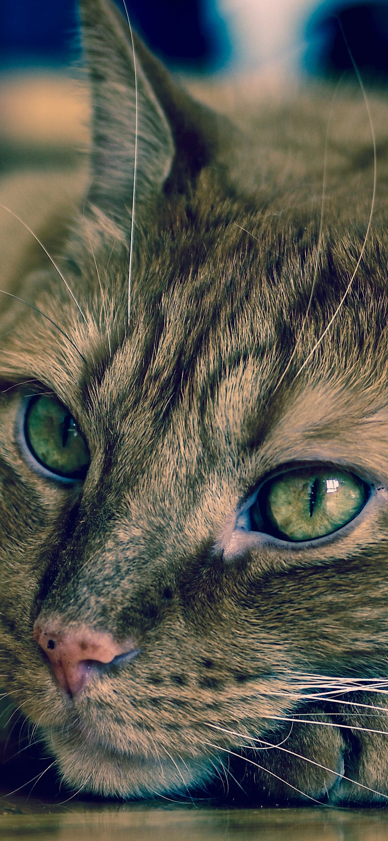 Gato Atigrado Marrón Acostado Sobre un Piso de Madera Marrón. Wallpaper in 1242x2688 Resolution