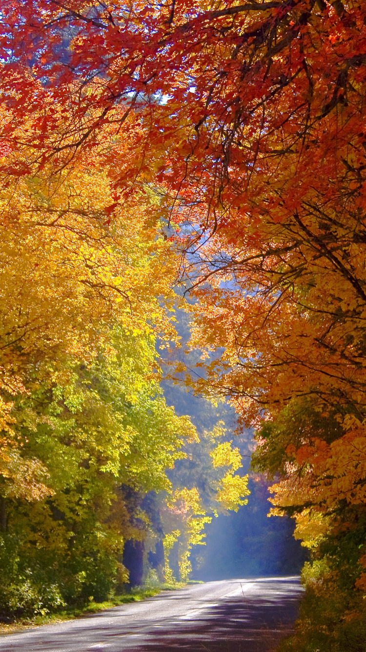 Route en Béton Gris Entre Les Arbres. Wallpaper in 750x1334 Resolution