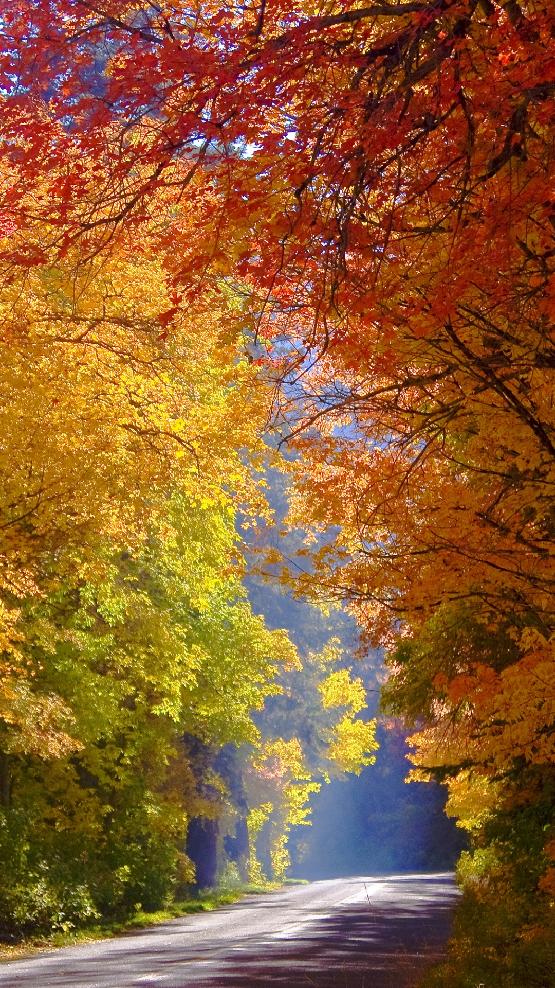 性质, 落叶, 艺术家, 艺术, 季节 壁纸 1080x1920 允许