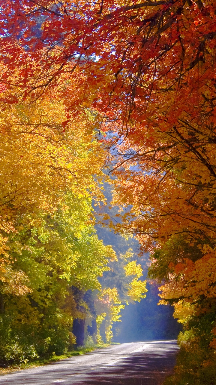 性质, 落叶, 艺术家, 艺术, 季节 壁纸 720x1280 允许