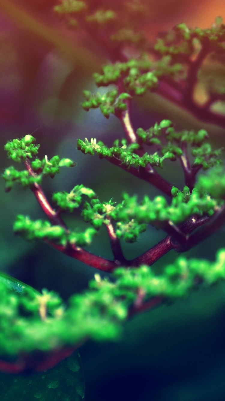Planta Roja y Verde en Fotografía de Cerca.. Wallpaper in 750x1334 Resolution