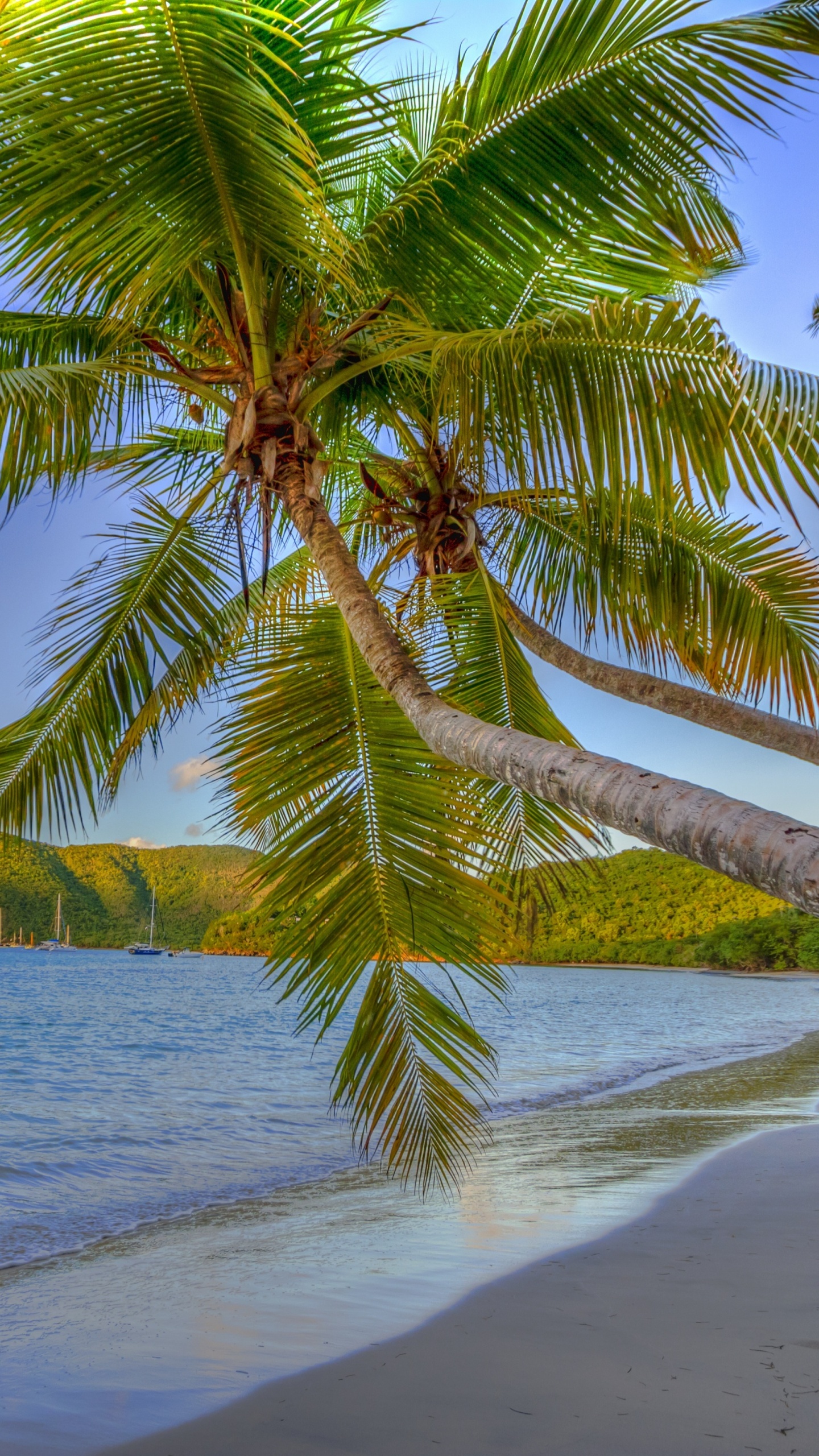 Green Palm Tree on Beach Shore During Daytime. Wallpaper in 1440x2560 Resolution