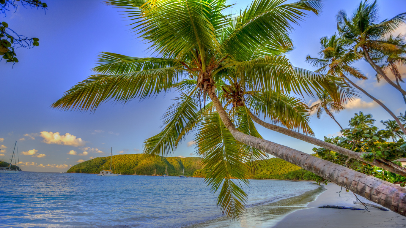 Palmier Vert Sur le Rivage de la Plage Pendant la Journée. Wallpaper in 1366x768 Resolution