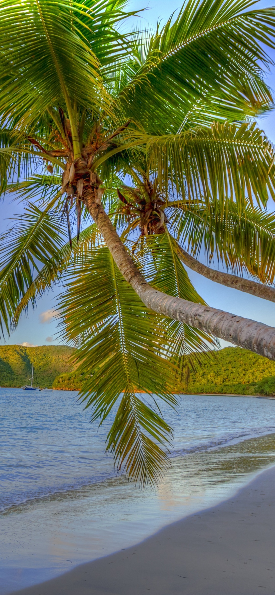 Palmera Verde en la Orilla de la Playa Durante el Día. Wallpaper in 1125x2436 Resolution